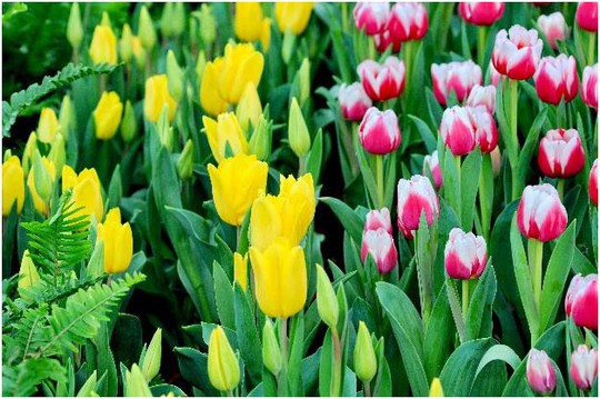 Lạc lối giữa ngàn hoa Tulip tại Vinpearl Land Nha Trang - Ảnh 5.