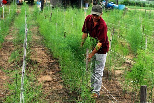 Ninh Thuận: Người trồng măng tây xanh lãi cao - Ảnh 1.