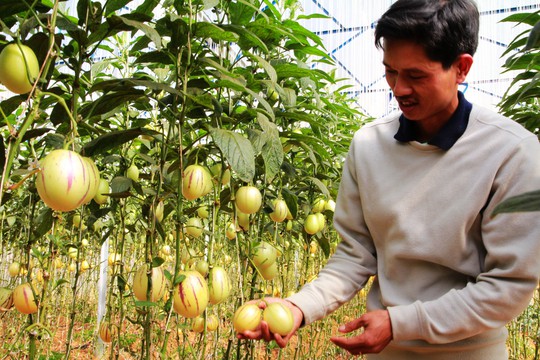   Các quy định hiện hành chưa thu hút doanh nghiệp đầu tư mạnh vào nông nghiệp. Trong ảnh: Trồng dưa pepino bằng công nghệ cao ở Lâm Đồng Ảnh: ĐÌNH THI  