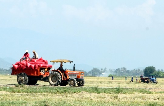 Đồng bào Chăm khá lên nhờ cánh đồng lớn - Ảnh 1.