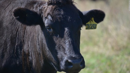 Úc: Trang trại cho bò ăn sôcôla - Ảnh 3.