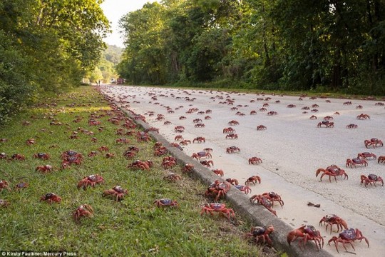 Cuộc di cư ‘rầm rộ’ của hàng triệu con cua đỏ - Ảnh 3.