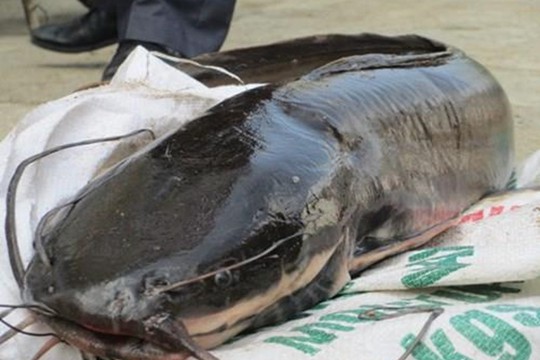 Cá trê thủy quái trên 10 kg/con: Nhìn đã thấy sợ, nói chi ăn - Ảnh 1.