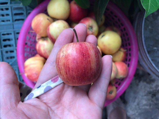 5 loại táo Trung Quốc đang bán đầy chợ Việt, người mua dễ nhầm lẫn - Ảnh 4.