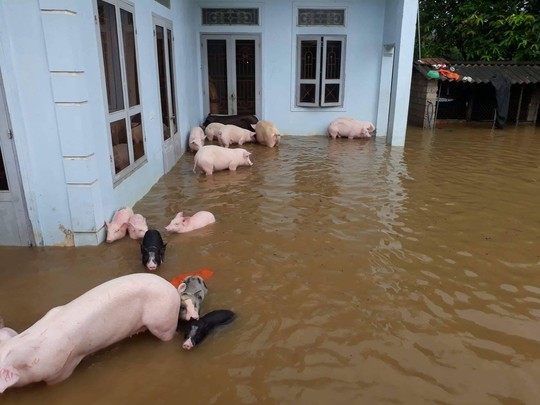 Cận cảnh Bắc Trung Bộ chìm trong mưa lũ - Ảnh 11.