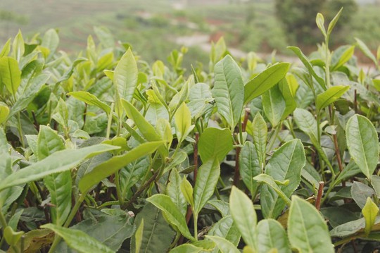 Bạch trà đắt nhất thế giới có gì đặc biệt? - Ảnh 3. Bạch trà đắt nhất thế giới có gì đặc biệt? - Ảnh 3.