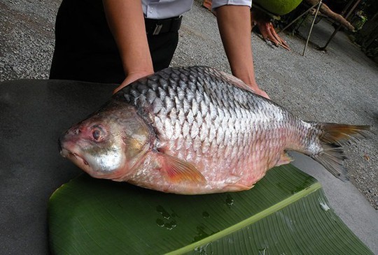 Cá duồng bay, đặc sản Đồng Nai là sinh vật thế nào? - Ảnh 3.