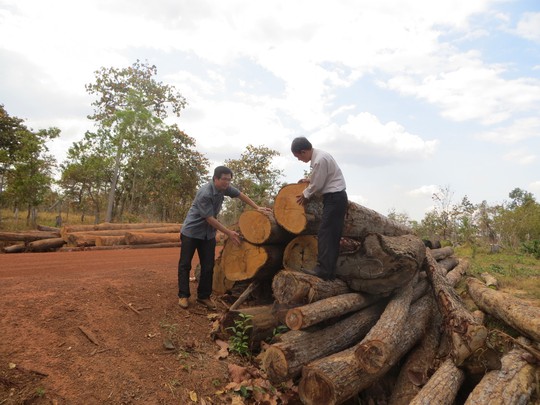 Thủ tướng yêu cầu làm rõ vụ phá rừng ở Đắk Lắk - Ảnh 1.