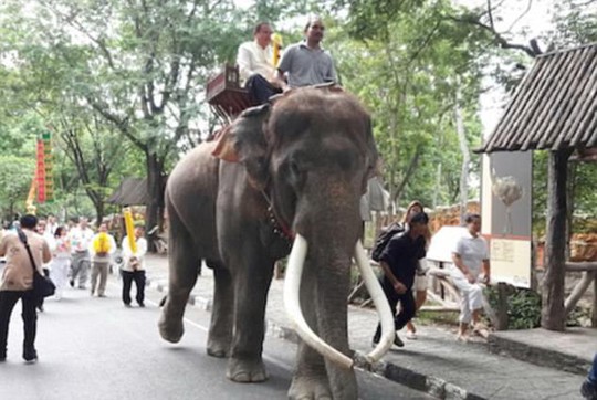 Thái Lan: Chú voi nổi tiếng lên cơn điên siết chết chủ - Ảnh 1.
