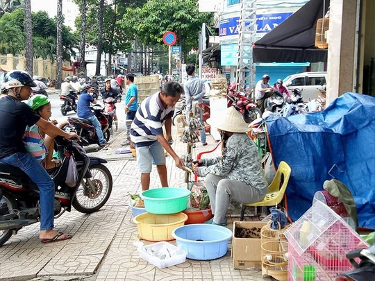 Nét quê độc đáo của khu chợ chuyên bán sâu bọ ở Sài Gòn - Ảnh 2.