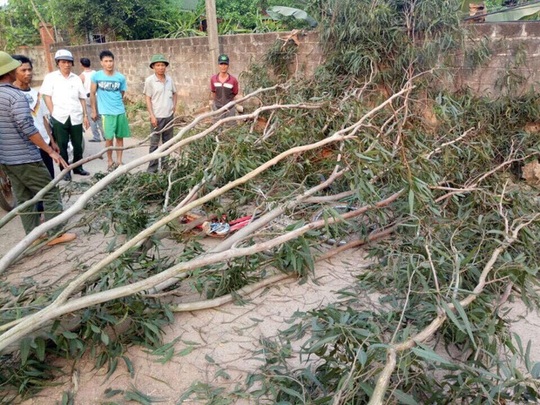 
Hiện trường vụ cây đổ đè 3 em học sinh bị thương - Ảnh: Nghĩa Đàn
