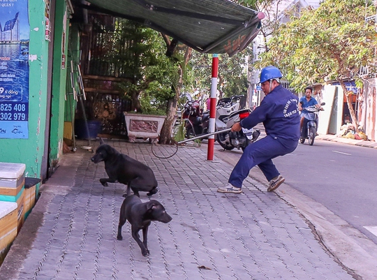 Quản lý chó, mèo bằng phần mềm - Ảnh 1.