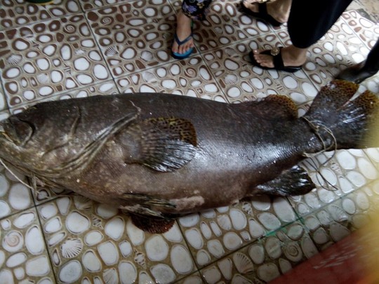 Bắt được cá mú “khủng” nặng 55 kg ở Phú Quốc - Ảnh 1.