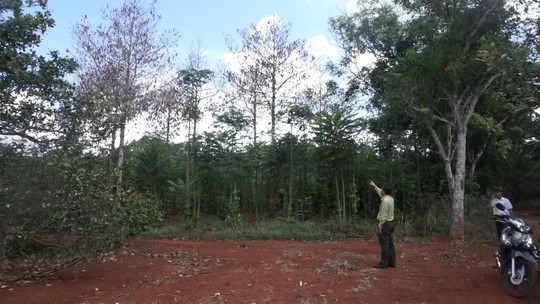Nghi vấn vợ phó chủ tịch xã hủy hoại rừng phòng hộ
