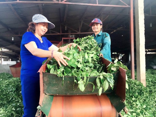 Mang chè Việt ra thế giới