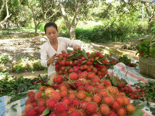   Một số ít nhà vườn hiện còn chôm chôm, bán được giá rất cao. ẢNH: PHƯƠNG NAM  