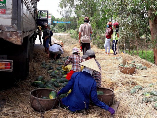 Dưa hấu Phổ Châu không có mà bán - Ảnh 1.