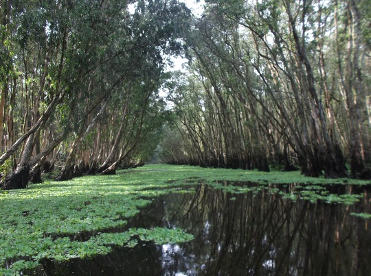 Lung linh mùa nước nổi ở An Giang - Ảnh 2.