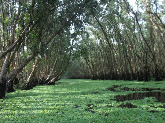 Lung linh mùa nước nổi ở An Giang - Ảnh 1.