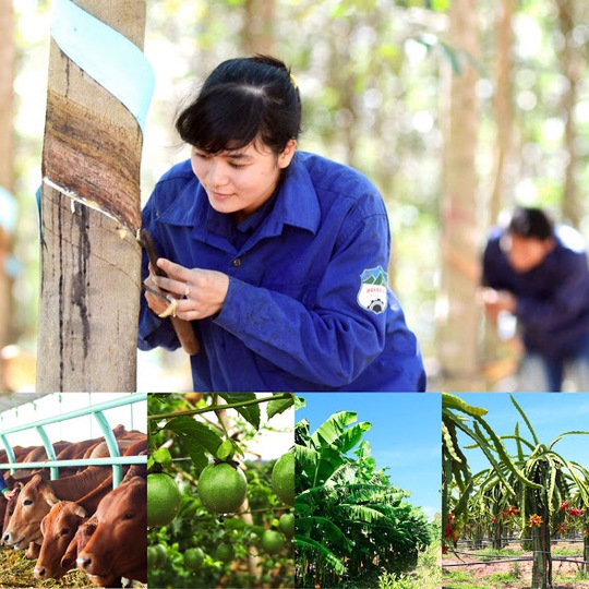 Bán mía đường, bầu Đức trồng chuối, chanh dây và thanh long - Ảnh 1.