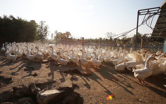 Trang trại 1.000 con ngỗng trắng ở Bắc Ninh - Ảnh 1.