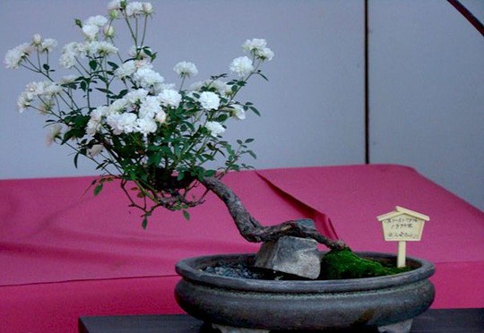 Gợi ý những chậu bonsai hoa siêu đẹp chơi Tết 2018 - Ảnh 2.