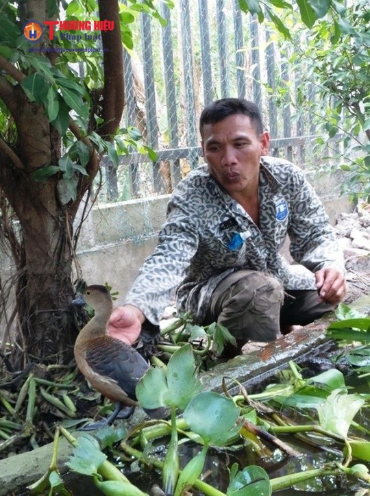 Làm giàu từ nuôi le le - Ảnh 3.