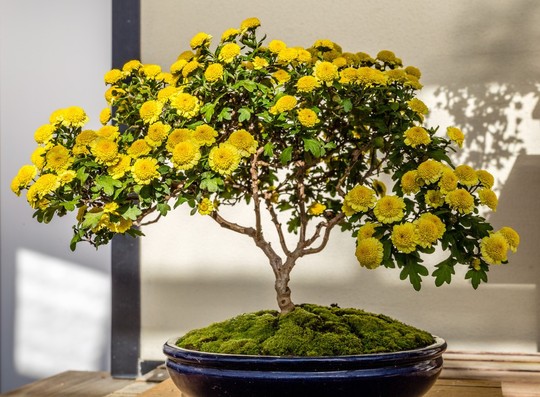 Gợi ý những chậu bonsai hoa siêu đẹp chơi Tết 2018 - Ảnh 3.