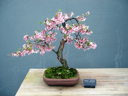 Gợi ý những chậu bonsai hoa siêu đẹp chơi Tết 2018 - Ảnh 4.