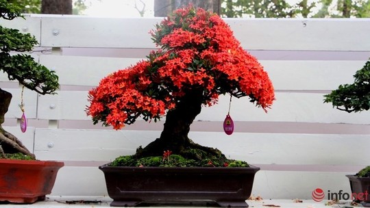 Gợi ý những chậu bonsai hoa siêu đẹp chơi Tết 2018 - Ảnh 5.