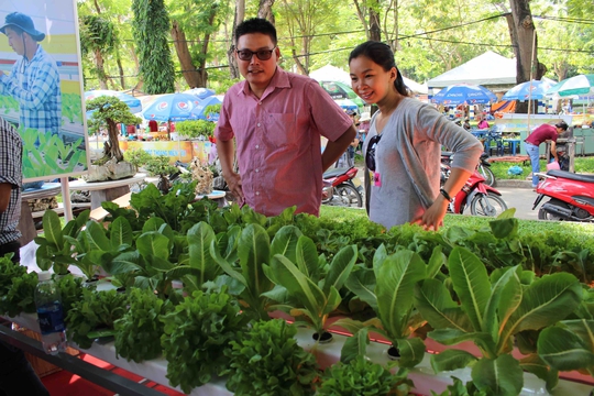 Anh Phạm Công Chính (ở Diên Khánh, Khánh Hòa) chủ nông trại Tám Khỏe với mô hình trồng rau sạch thủy canh được nhiều người quan tâm.