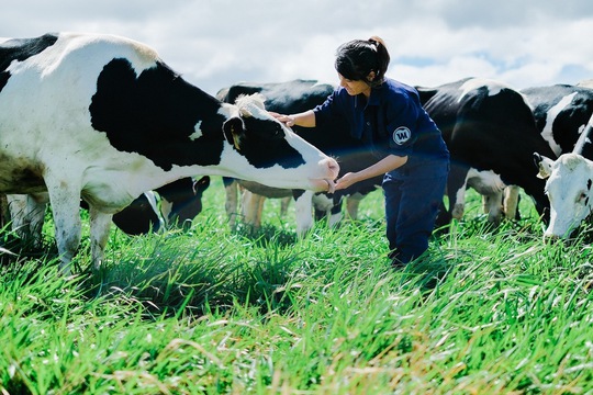 
Trang trại bò sữa organic của Vinamilk đánh dấu bước đột phá của ngành sữa Việt
