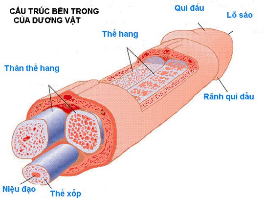 Quý ông ơi, xin cẩn thận kẻo pháo gãy nòng! - Ảnh 1.