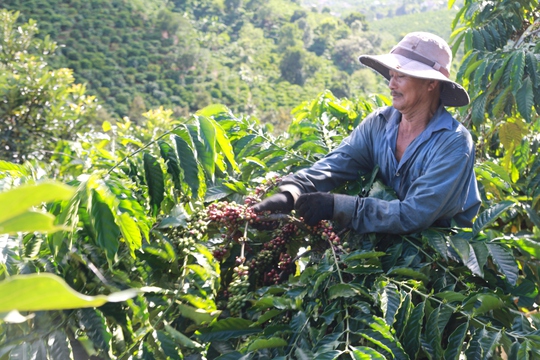 
1kg cà phê Việt Nam bán thô chỉ có giá 2 USD, nhưng nước ngoài mua về chế biến, đóng gói, in nhãn mác bán được tới 200 USD.
