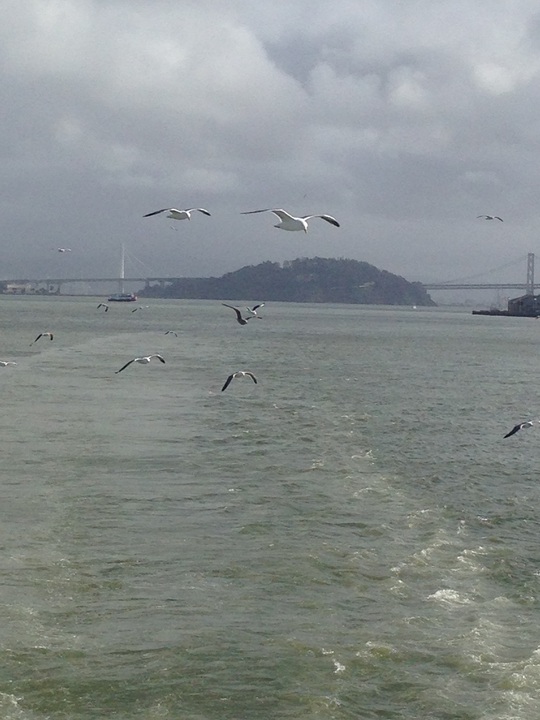 
Đàn chim biển tung cánh bám theo con tàu
