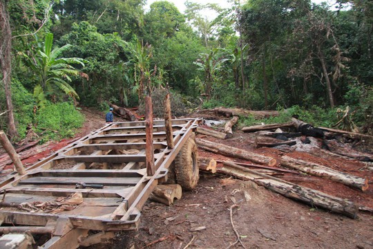 Cận cảnh công trường khai thác gỗ lậu khủng ở Đắk Lắk - Ảnh 6.