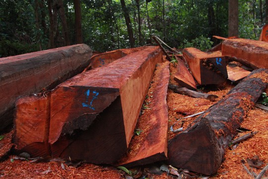 Cận cảnh công trường khai thác gỗ lậu khủng ở Đắk Lắk - Ảnh 4.