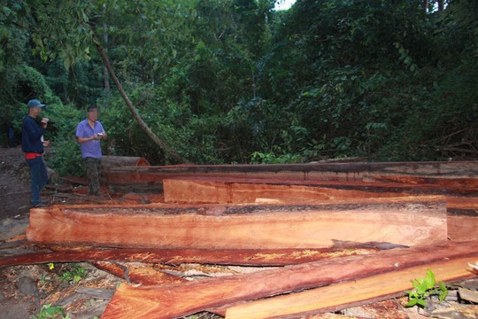 Cận cảnh công trường khai thác gỗ lậu khủng ở Đắk Lắk - Ảnh 2.
