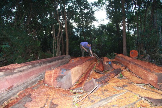 Cận cảnh công trường khai thác gỗ lậu khủng ở Đắk Lắk - Ảnh 5.