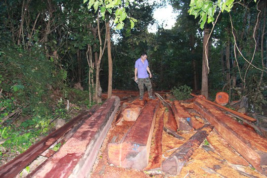 Cận cảnh công trường khai thác gỗ lậu khủng ở Đắk Lắk - Ảnh 1.