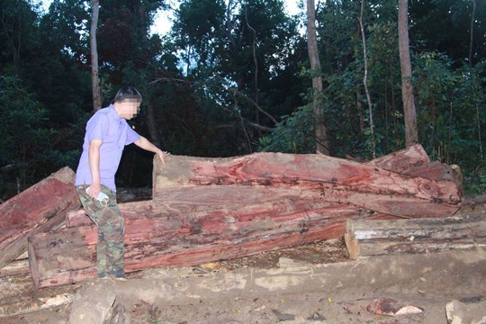 Cận cảnh công trường khai thác gỗ lậu khủng ở Đắk Lắk - Ảnh 9.