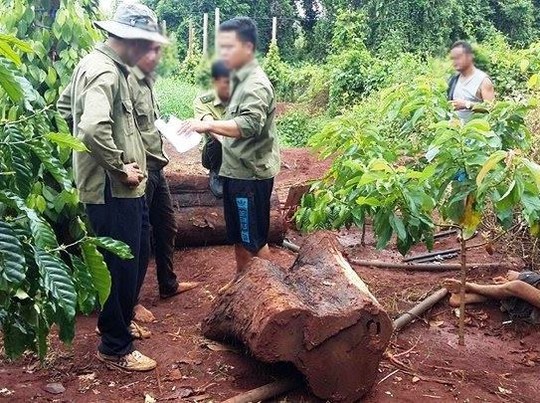 Đột nhập khu bảo tồn, cưa hạ cây thủy tùng 500 tuổi - Ảnh 1.