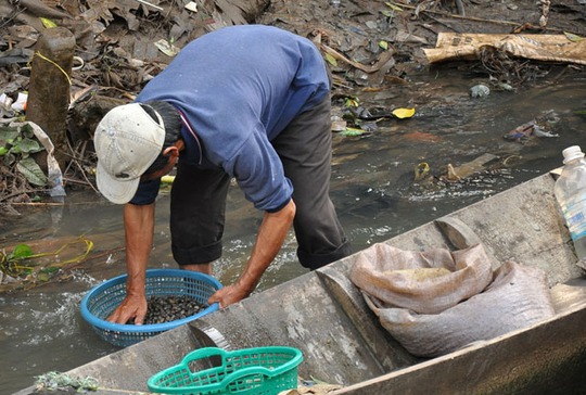 Ốc gạo đang có nguy cơ bị khai thác tiệt chủng