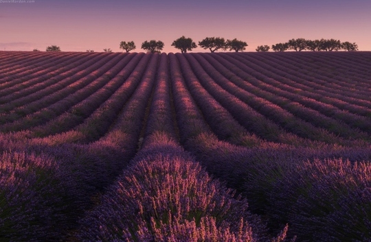 Thiên đường oải hương tràn sắc tím giữa lòng Provence - Ảnh 2.