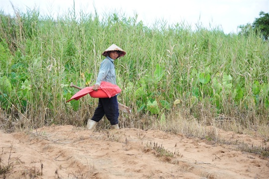 Săn dế cơm, kiếm 300 ngàn đồng/ngày như chơi - Ảnh 1.