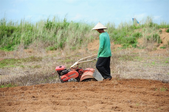 Săn dế cơm, kiếm 300 ngàn đồng/ngày như chơi - Ảnh 2.