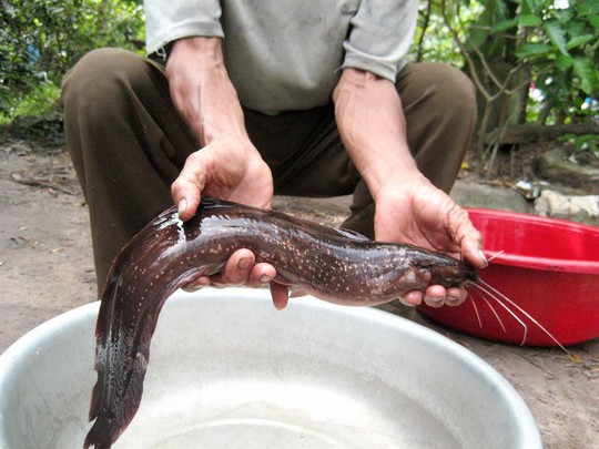 Cá Trê Suối Phú Quốc: Đặc sản “độc” của Đảo Ngọc - Ảnh 3.
