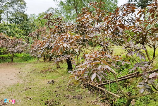 Nhãn tím độc đáo ở Sóc Trăng - Ảnh 3.