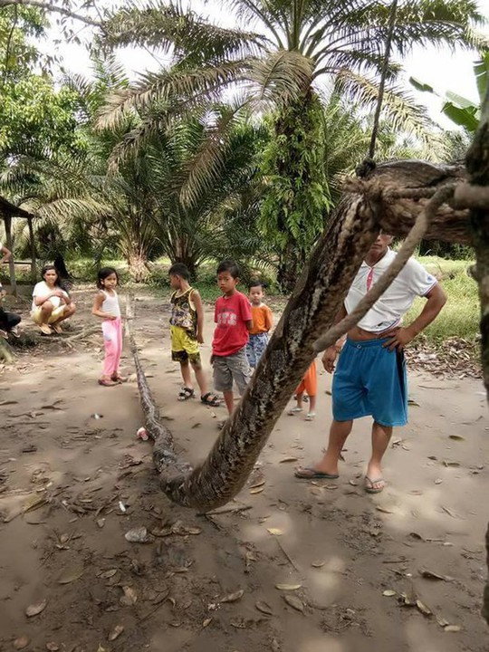 Tử chiến với trăn 7 m, người đàn ông chiến thắng ngoạn mục - Ảnh 2. Tử chiến với trăn 7 m, người đàn ông chiến thắng ngoạn mục - Ảnh 2.