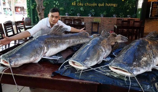 Ba con cá lăng nặng 280 kg “bay” từ Campuchia về Đà Nẵng - Ảnh 1.